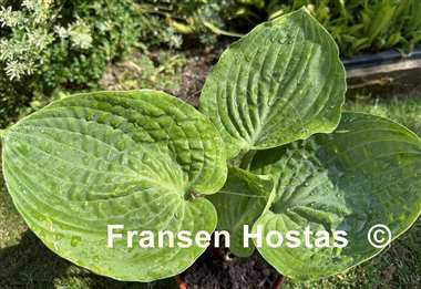 Hosta Chris' Pinky Present